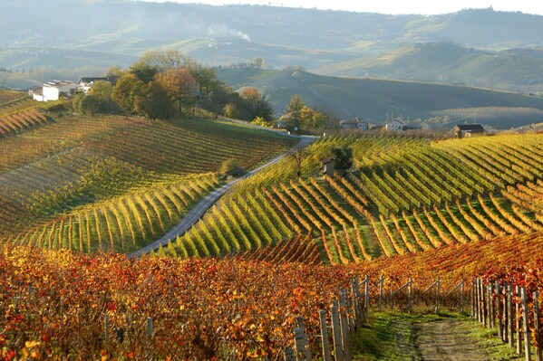 至味传说：中国葡萄酒专业人士齐聚 GRANDI LANGHE 2024 葡萄酒预品活动|餐饮界